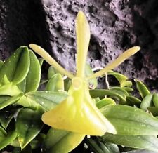 Epidendrum porpax alba for sale  Bogalusa