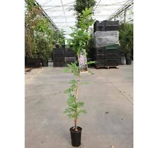 Domino wisteria floribunda for sale  IPSWICH