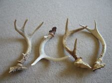 Deer antlers point for sale  Hemlock