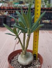 Pachypodium succulentum on roots POT cm10 Caudex Succulent Cactus plant Alba452  for sale  Shipping to South Africa