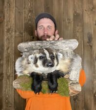 Beautiful badger shoulder for sale  Port Matilda