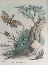 1863 pietraroia insetti usato  Marano Di Napoli