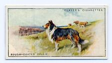 Collie rough players for sale  Shipping to Ireland