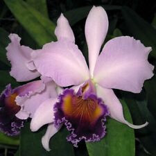 Cattleya dinard blue for sale  Canton