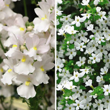 White hanging basket for sale  IPSWICH