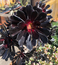 Aeonium black rose for sale  San Marcos
