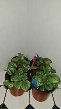 peperomia for sale  Oakdale