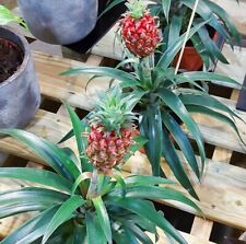 Houseplant pineapple plant for sale  IPSWICH