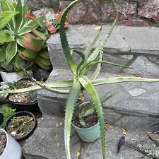 Aloe camperi variegated for sale  San Diego
