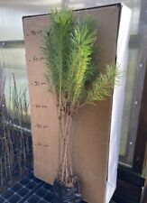 Scots pines large for sale  FRASERBURGH