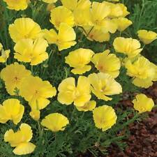 Californian poppy seeds for sale  IPSWICH