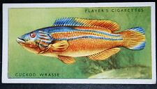 Wrasse fish vintage for sale  DERBY