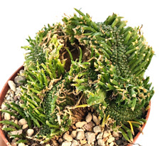 Euphorbia flanaganii crested usato  Baranzate