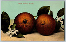 Naval oranges florida for sale  Columbus
