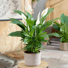 Spathiphyllum peace lily for sale  UK