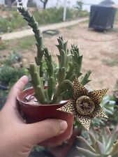 Orbea variegated stapelia for sale  Whittier