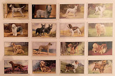 Gallaher dogs series for sale  BENFLEET