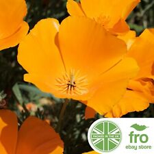 California poppy seeds for sale  MANCHESTER