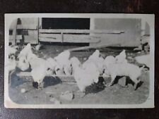 Rppc hens piglets for sale  Greenfield