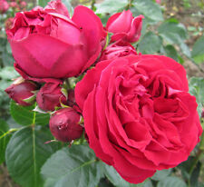 Red eden rose for sale  SPALDING