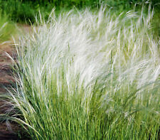 Mexican feather grass for sale  Lynnwood