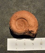 Ammonite mesodactylites medite usato  Vimodrone