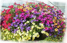 Trailing petunia mix for sale  Shipping to Ireland