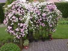 Clematis montana recta for sale  LLANELLI