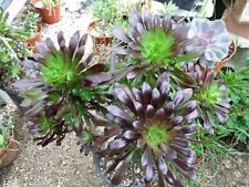 Aeonium arboreum black for sale  Temecula