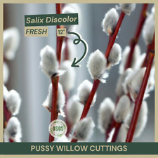 Lot pussy willow for sale  Portville