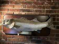 Large striped bass for sale  Clairton