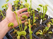 Carnivorous plant venus for sale  NEATH