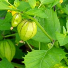 Tomatillo seeds grande for sale  Minneapolis