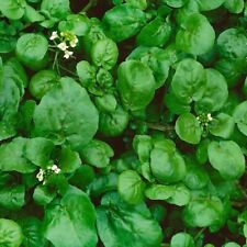 Watercress cress seeds for sale  Minneapolis