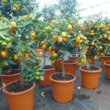 Citrus kumquat fortunella gebraucht kaufen  Düsseldorf