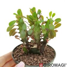 Euphorbia trigona cv. usato  Cortona