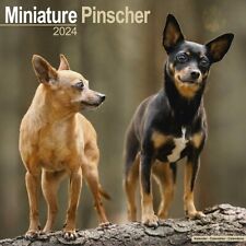 Calendrier 2024 pinscher d'occasion  Troyes