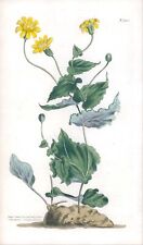 Used, 1808 CURTIS Botanical OTHONNA AMPLEXICAULIS Leaf-Clasped Pl 1312 (CB8/77) for sale  Shipping to South Africa