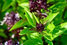 Used, Basil Slam Queen (Thai) ,heirloom vegetableseeds, herb seeds for sale  Canada