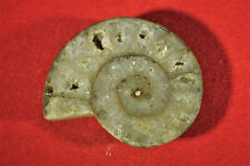 Ammonit madagaskar fossil gebraucht kaufen  Lorsch