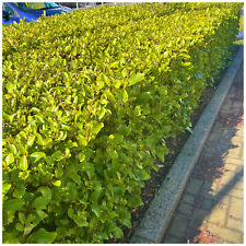 100 griselinia hedging for sale  Shipping to Ireland