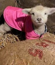 Newborn lamb coats for sale  ABERAERON