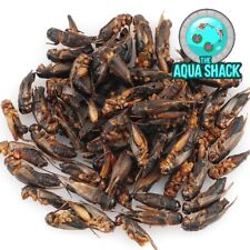 Natural dried crickets for sale  NORTH WALSHAM