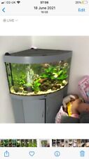 Large aquarium fish for sale  WELWYN GARDEN CITY