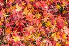 Acer japonicum indian gebraucht kaufen  Eslohe