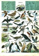 1967 antique birds d'occasion  Expédié en Belgium