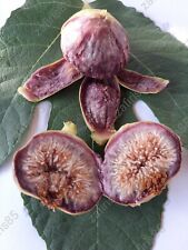 Heimoniatika fig tree for sale  Shipping to Ireland
