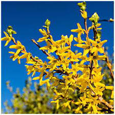 Forsythia intermedia spectabil for sale  NEWTOWNARDS