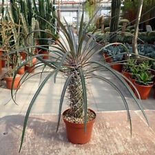 Used, Elephant's Foot - Madagascar Palm - Pachypodium geayi - 10+ Seeds - W 191 for sale  Shipping to South Africa