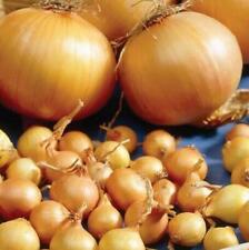 Onion sets centurion for sale  BARNSLEY